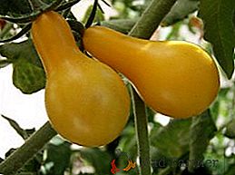 Características do cultivo da Gota de Mel no jardim, plantio e cuidado com tomates amarelos