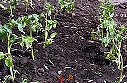 Como alimentar tomates, fertilizante de tomate depois de pousar no chão