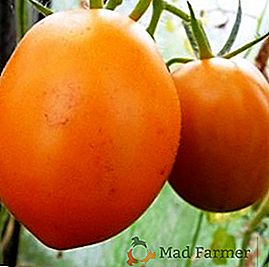 Come far crescere un pomodoro "De Barao" nel tuo giardino
