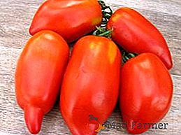 Ako pestovať paradajky "Pepper", vlastnosti výsadby a starostlivosti o rastlinu