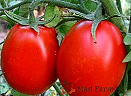 Cómo cultivar tomates "Milagro de frambuesa"