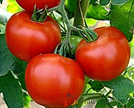 Come far crescere i pomodori nel tuo giardino