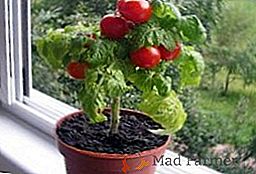 Как да отглеждаме домати на прозореца: засаждане и грижи за домашно приготвени домати