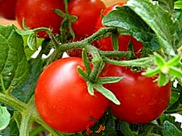 Como plantar tomates corretamente, usando o método de Teryohin