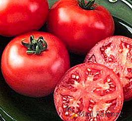 Як правильно доглядати за томатами Ляна