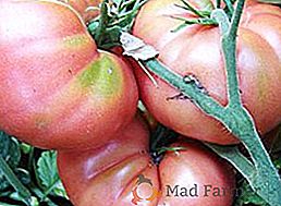 "Mikado ružičasta": kako rasti "carski" rajčice