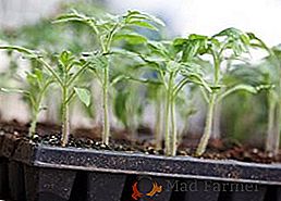 Secretele de cultivare și de îngrijire a răsadurilor de tomate