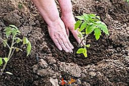 Le meilleur moment pour planter des plants de tomates en pleine terre