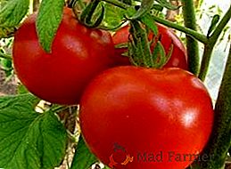Técnica para el cultivo de tomates por el método Maslov