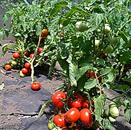 Tomato "Katya": popis, výnos, vlastnosti výsadby a starostlivosti