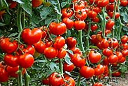 Когато трябва да нахраните доматените разсад и как да го направите