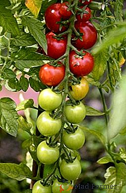 Ako naberať paradajky na zimu, rôzne recepty