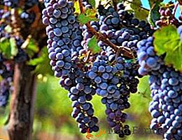 Wskazówki dotyczące właściwego zbioru sadzonek winogron jesienią