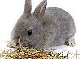 Acheter ou récolter du foin pour les lapins
