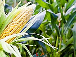 Як обробляти кукурудзу гербіцидами