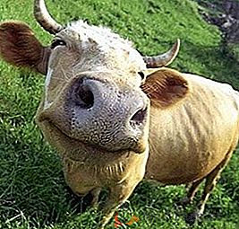 Les meilleures races de vaches à viande