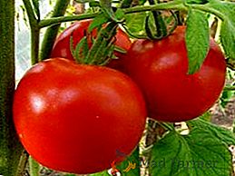 Características y peculiaridades del cultivo de tomates "Gina" en el sitio