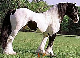 Les chevaux de la race shiyr: photo, description, description