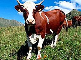 Cechy dojenia krowy w celu uzyskania wysokiej wydajności mleka