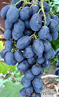 Grapes Burdak AV: las mejores formas, consejos para el cuidado y la siembra