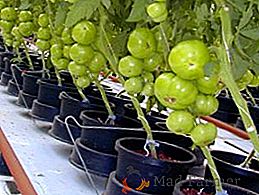 Como cultivar tomates em hidroponia