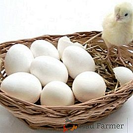 Obsah kuřat v zimě: jak zvýšit produkci vajec