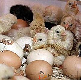Frango sem galinha: incubação de ovos de galinha