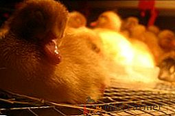 Pogoji in pogoji za gojenje raca v inkubatorju