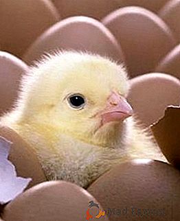 Piščancem rastejo v inkubatorju