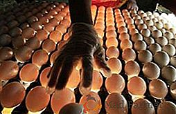 Como escolher uma incubadora de ovos: uma característica dos melhores