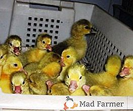Jak pěstovat goslings v inkubátoru