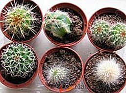 Tout ce que vous devez savoir sur l'ensemencement des graines de cactus