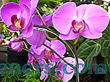 Apibūdinimas struktūros ir aprašymas veislių Phalaenopsis orchidėjos