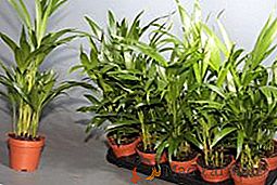 Chrysalidocarpus, caractéristiques des soins et difficultés possibles