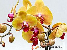 Rastoče orhideje: kako pomnožiti orhidej doma