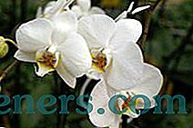 Popis a rysy rostoucích bílých orchidejí