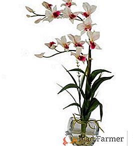 Опис і фото популярних видів орхідей дендробиум