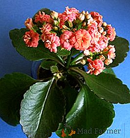 Descrizione delle specie più popolari di Kalanchoe