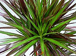 Dracaena: vzroki rumenja in padanja listja