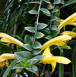 Eshinanthus: come prendersi cura di una pianta tropicale in casa