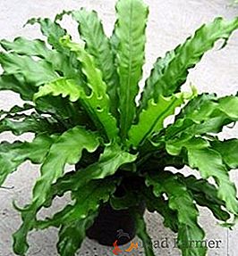 Fern asplenium: kako rastejo v domu