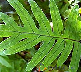 Samambaia-centopéia: plantar e cuidar do polypodium
