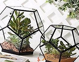 Florarium avec leurs propres mains: comment faire un mini jardin en verre