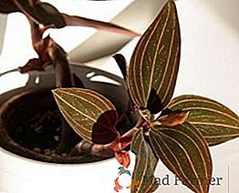Фловер лудисиа: како се бринути за драгоцену орхидеју