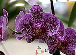 Comment prendre soin de l'orchidée phalaenopsis