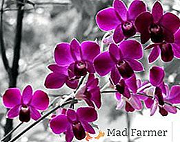Ako si vybrať nádobu pre orchideu