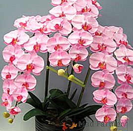 Come far crescere bellissimi fiori di orchidea a casa