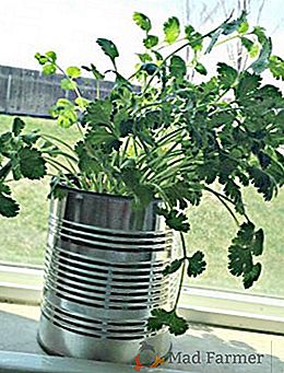 Cum să crească cilantro pe un pervaz, sfaturi pentru plantare și îngrijirea unei plante acasă