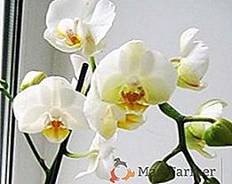 Ako urobiť kvet orchidea