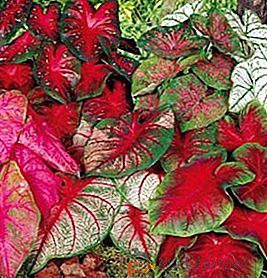 Как да расте и растат каладиум у дома, съвети за грижа за тропически растения